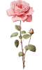 AdobeStock_879502886 New Forest florist - rose